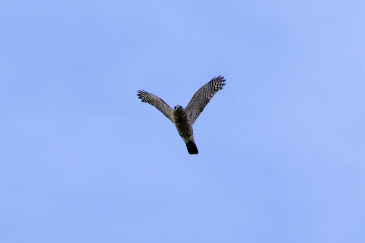 Sharp-shinned Hawk - ML643262193