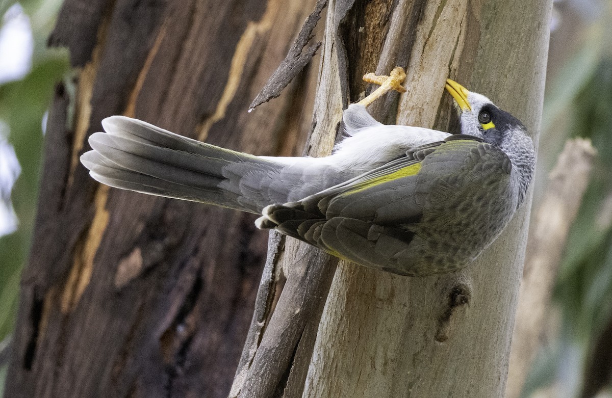 Noisy Miner - ML643262195
