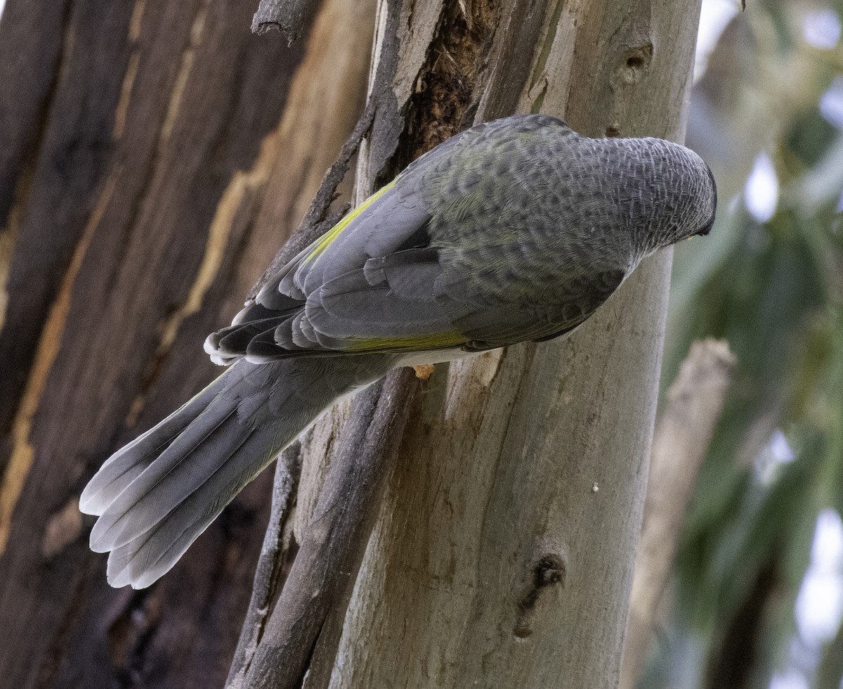 Noisy Miner - ML643262196