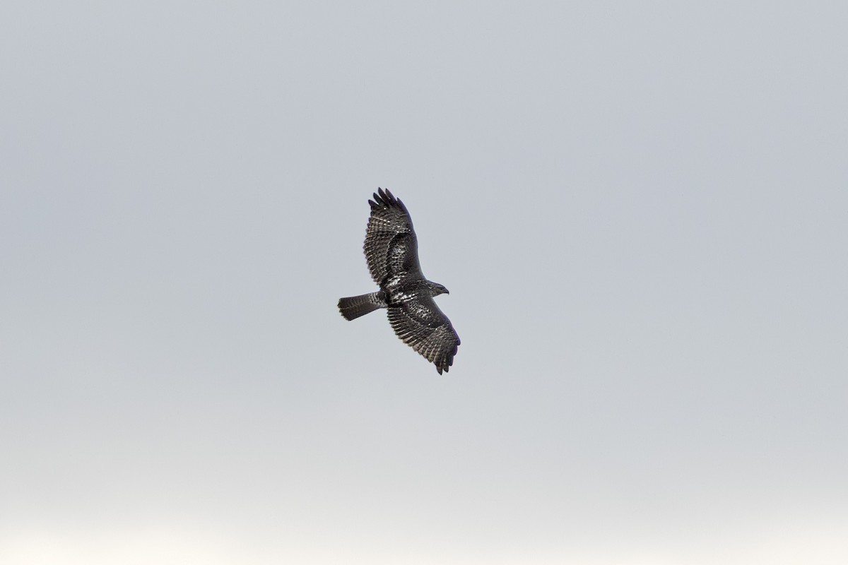 Red-tailed Hawk - ML643262207