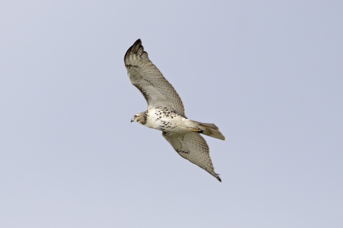 Red-tailed Hawk - ML643262208