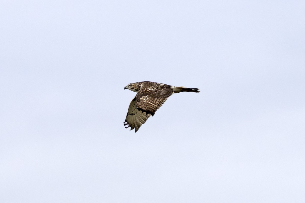 Red-tailed Hawk - ML643262209