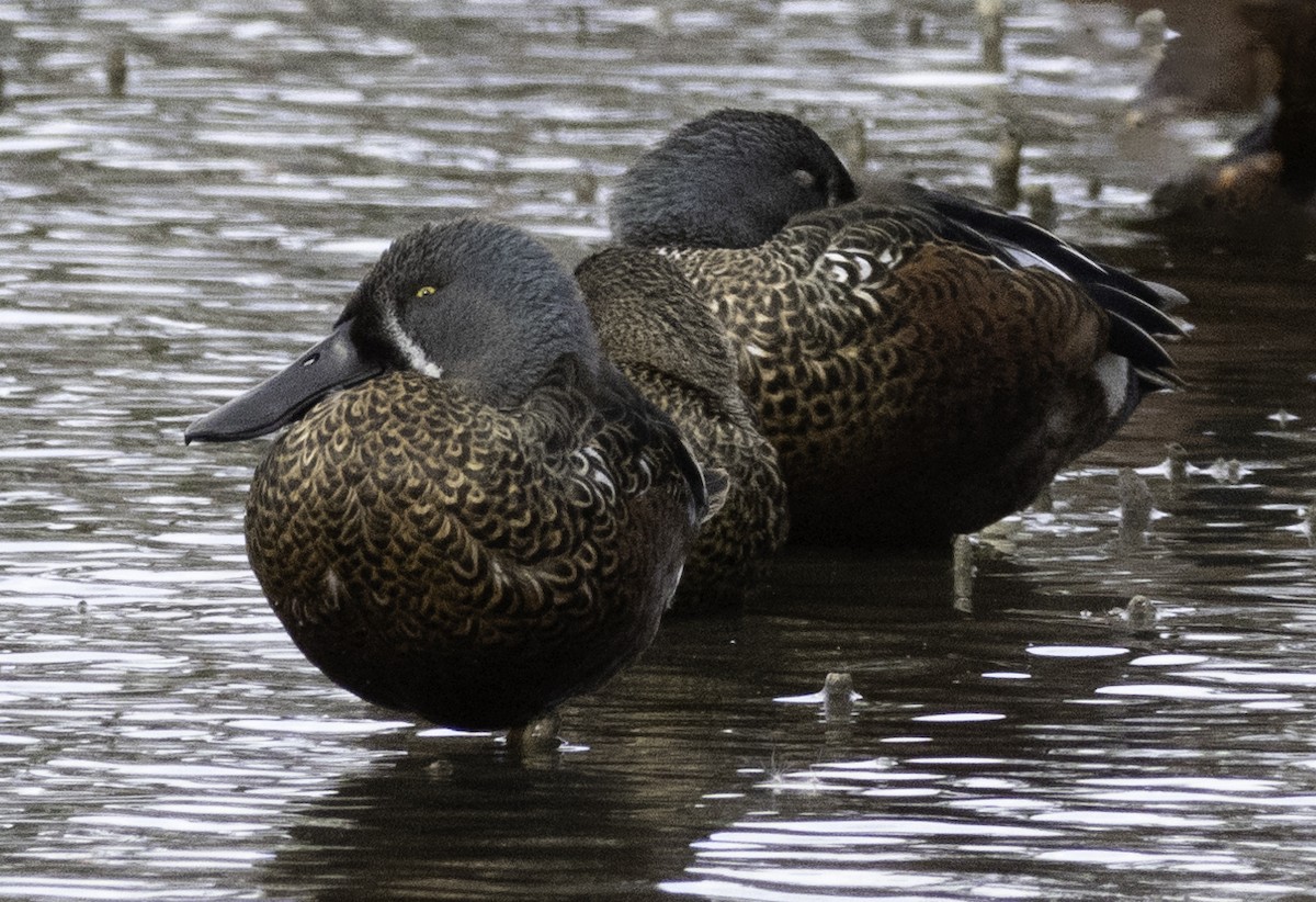 Australasian Shoveler - ML643262214