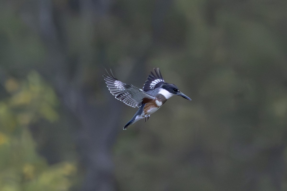 Belted Kingfisher - ML643262219