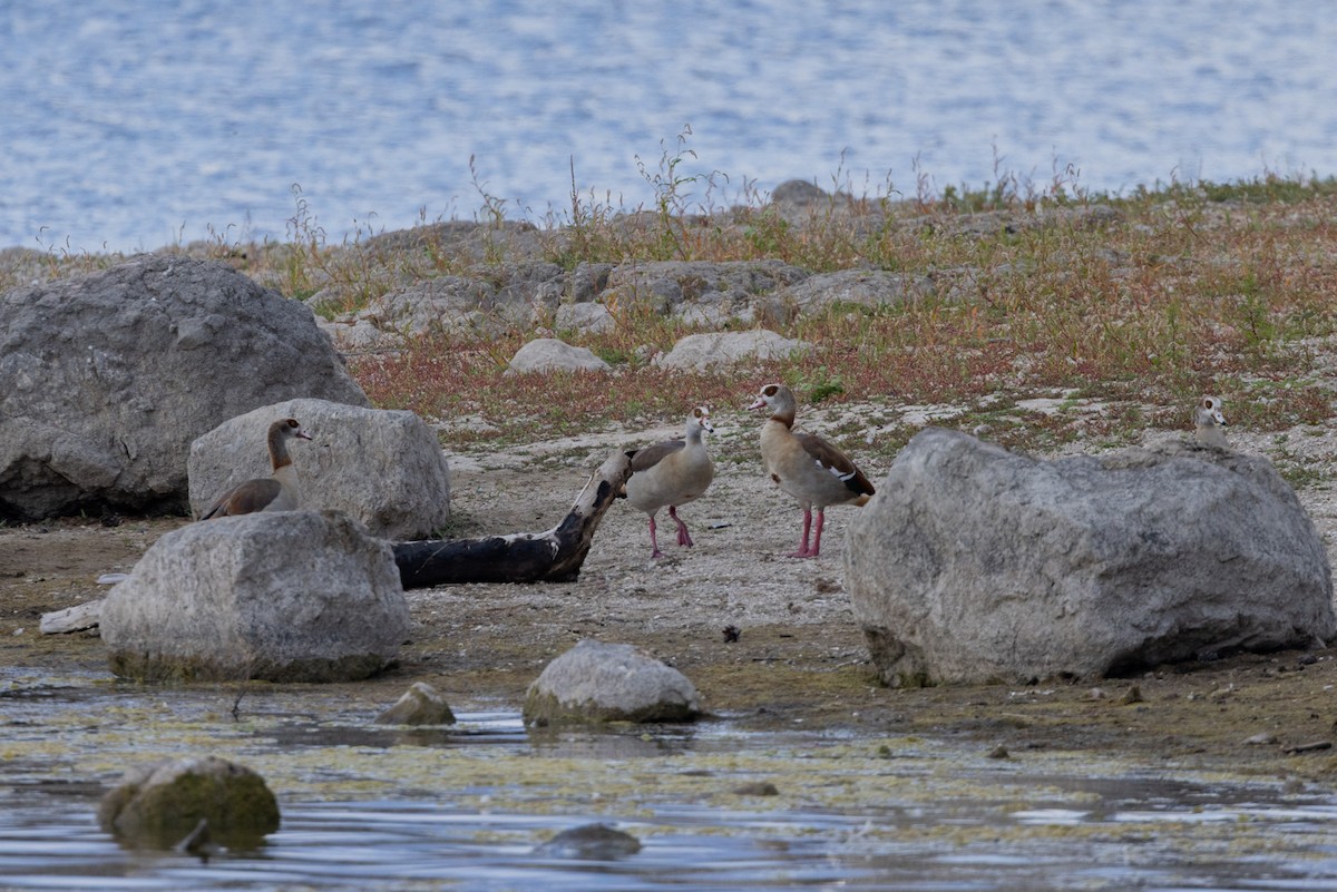 Egyptian Goose - ML643262220