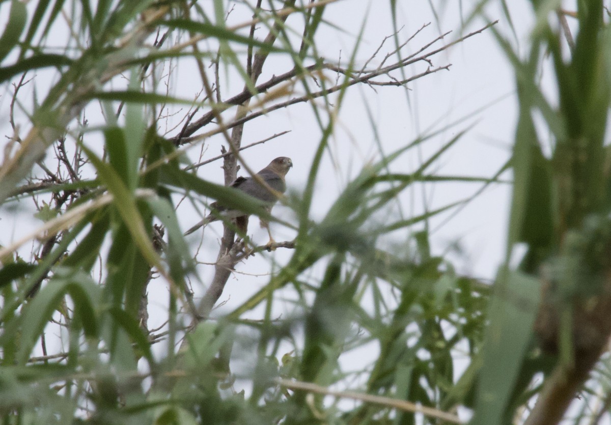 Cooper's Hawk - ML643262221