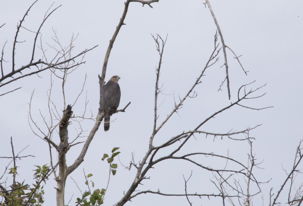 Cooper's Hawk - ML643262222