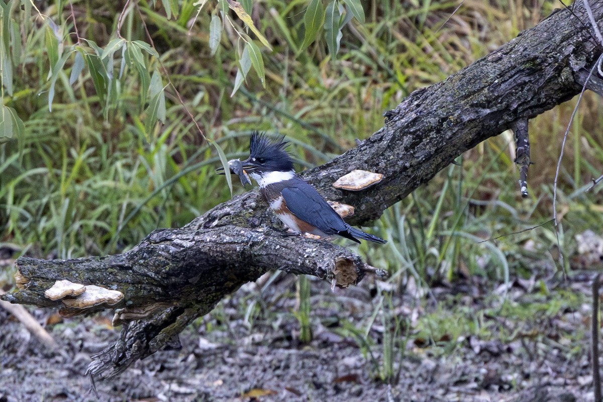 Belted Kingfisher - ML643262223