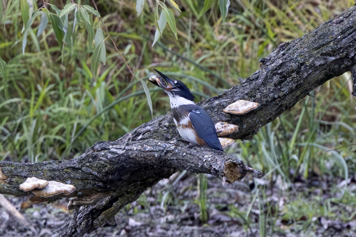 Belted Kingfisher - ML643262228