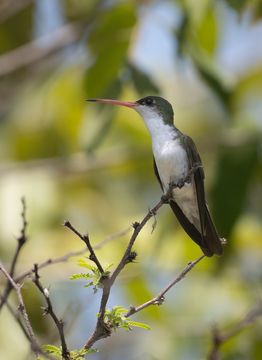 Green-fronted Hummingbird - ML643262236