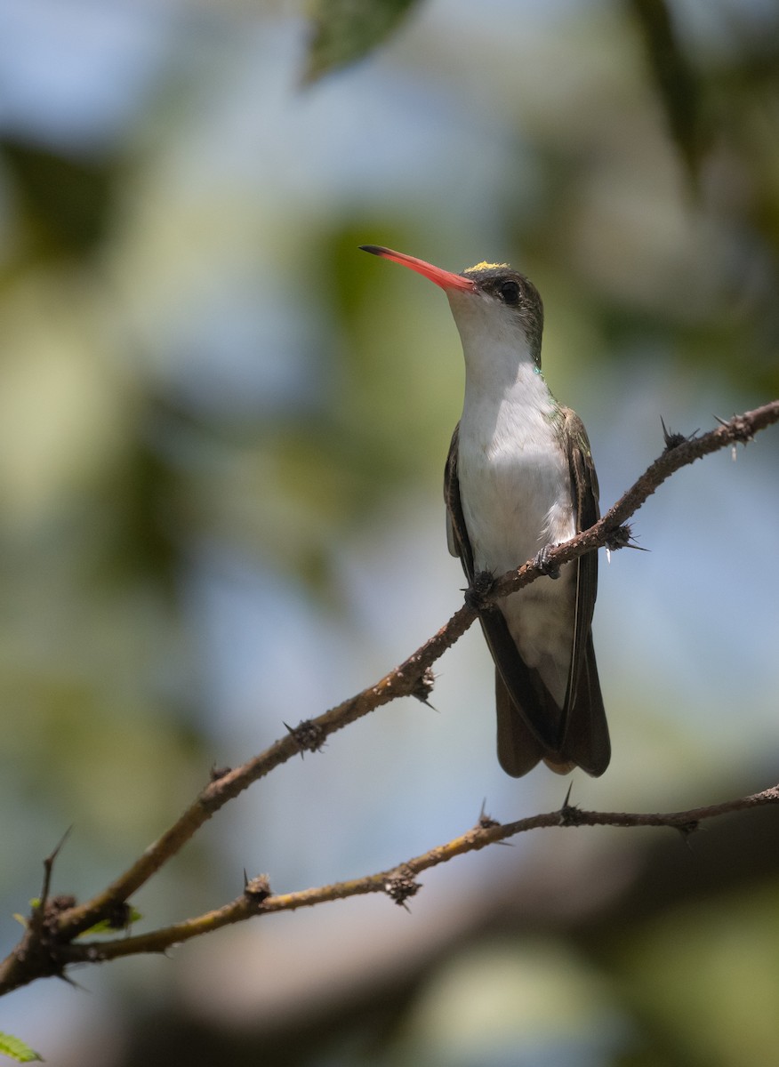 Green-fronted Hummingbird - ML643262237