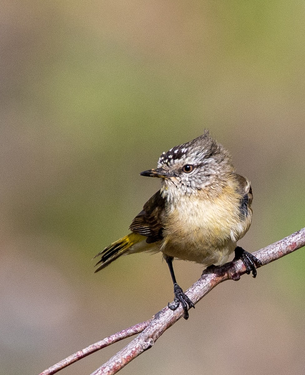 Yellow-rumped Thornbill - ML643262258