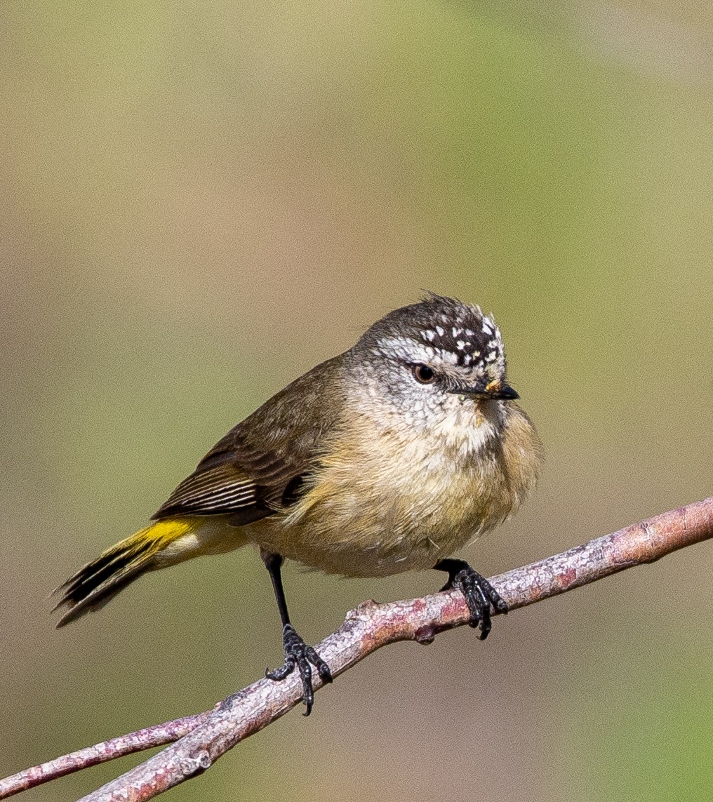 Yellow-rumped Thornbill - ML643262259
