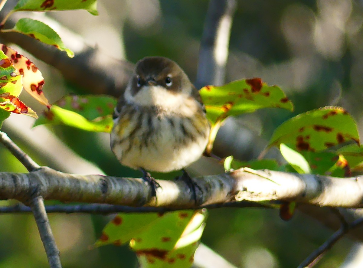 Reinita Coronada (coronata) - ML643262289