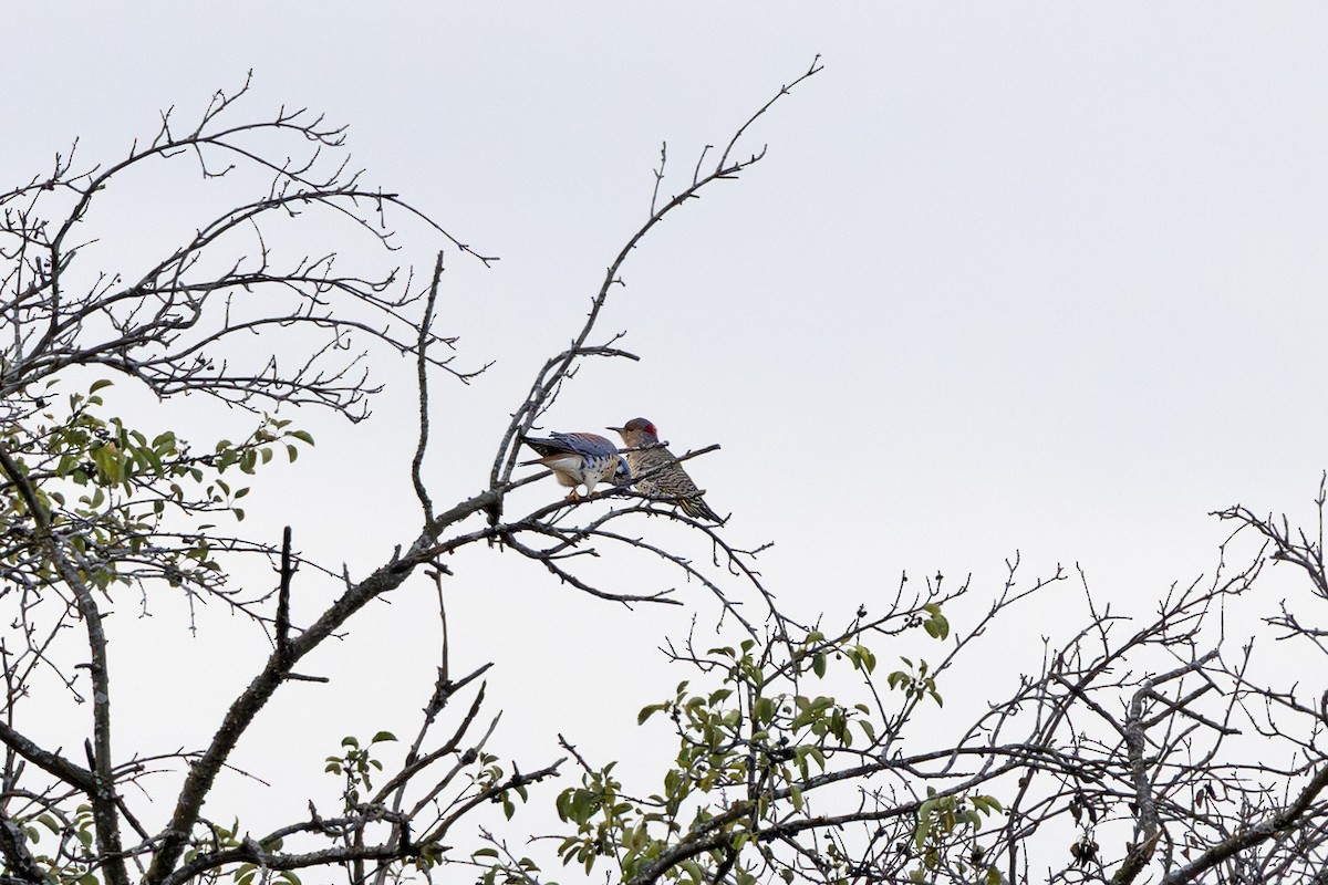 American Kestrel - ML643262306
