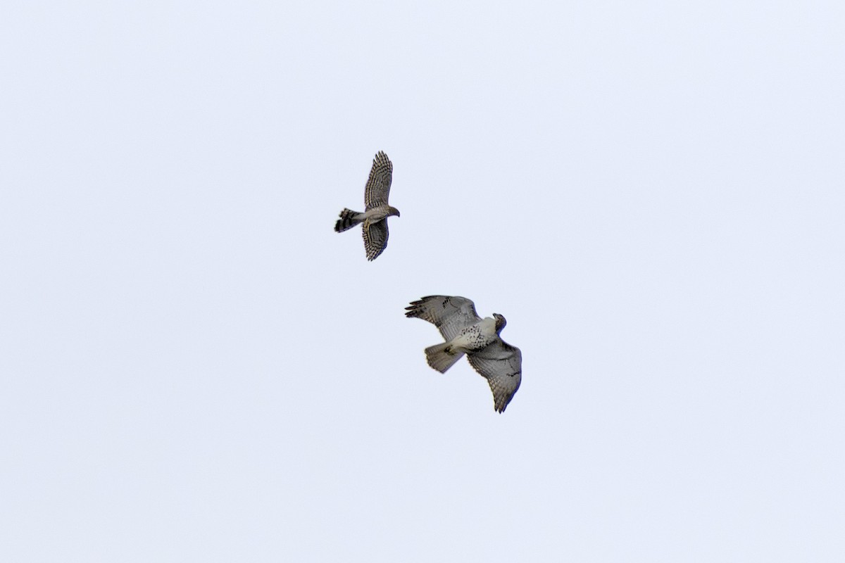 Sharp-shinned Hawk - ML643262316
