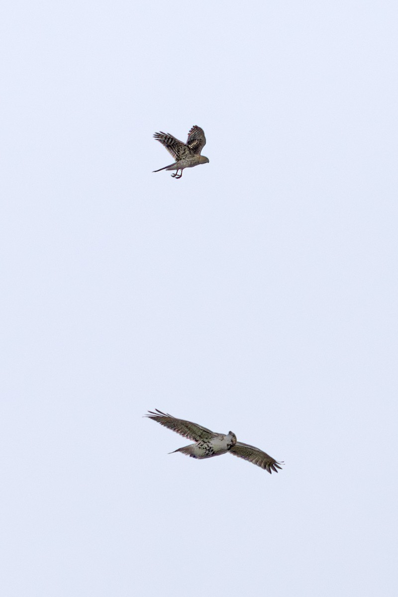 Sharp-shinned Hawk - ML643262317