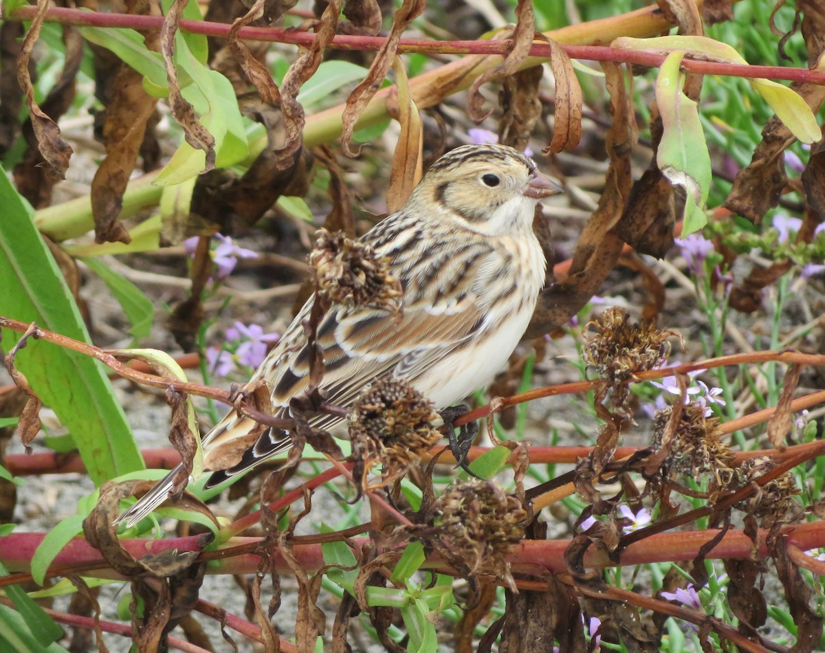 Lapland Longspur - ML643262331