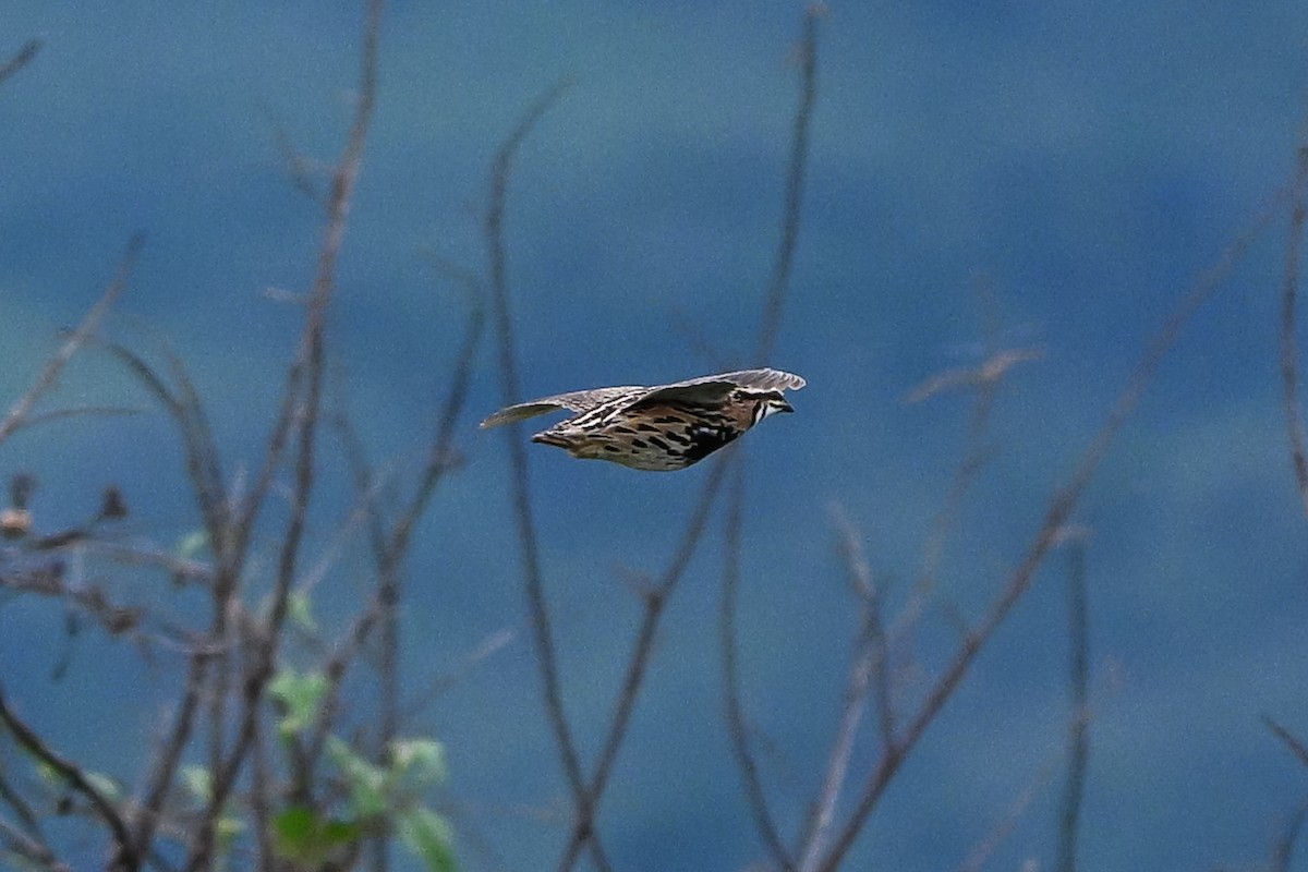 Rain Quail - ML643262333