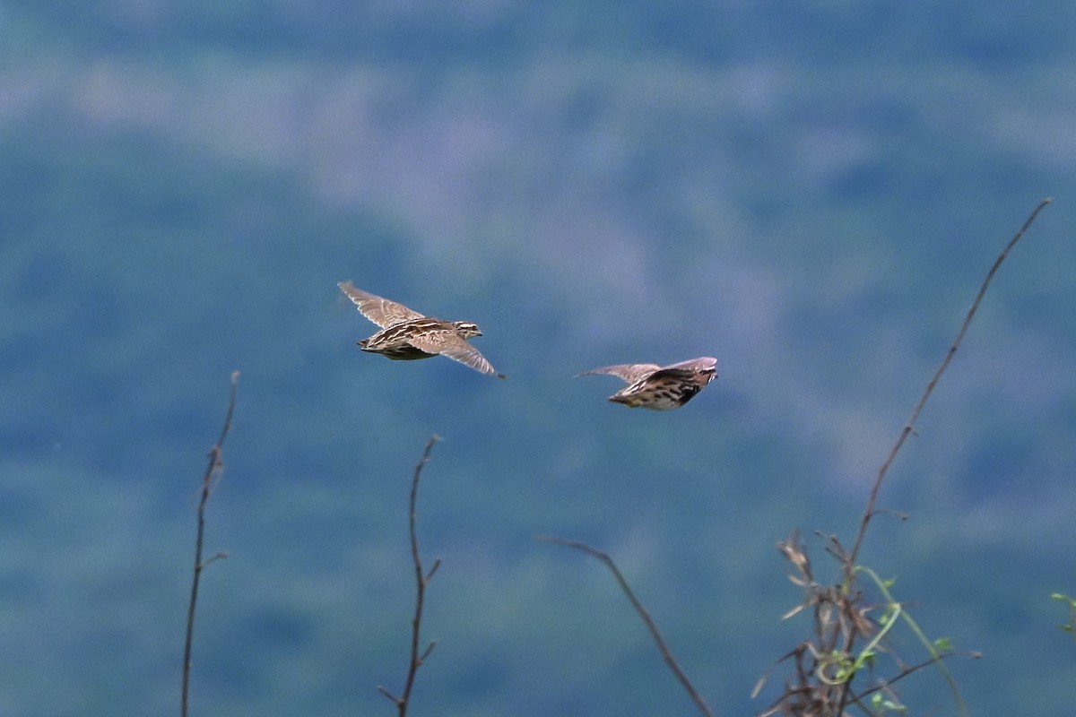 Rain Quail - ML643262334