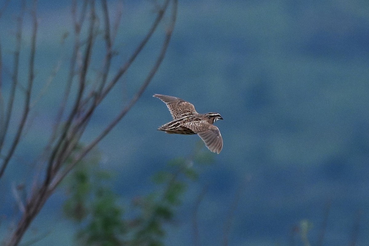 Rain Quail - ML643262336