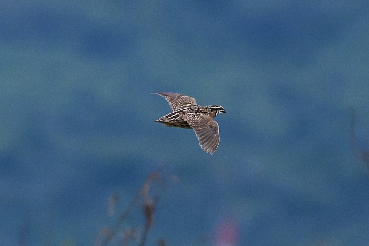 Rain Quail - ML643262337