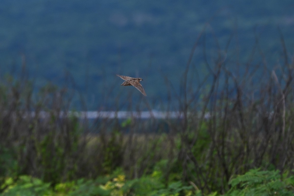Rain Quail - ML643262339