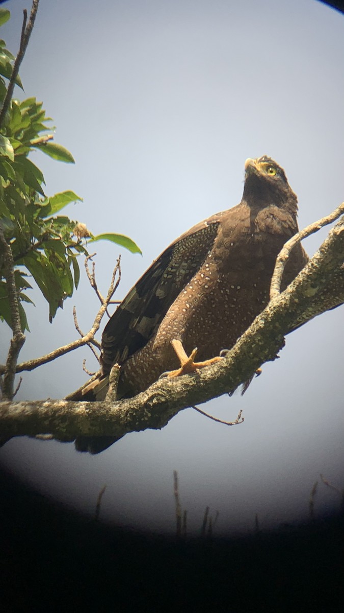 Crested Serpent-Eagle - ML643262353