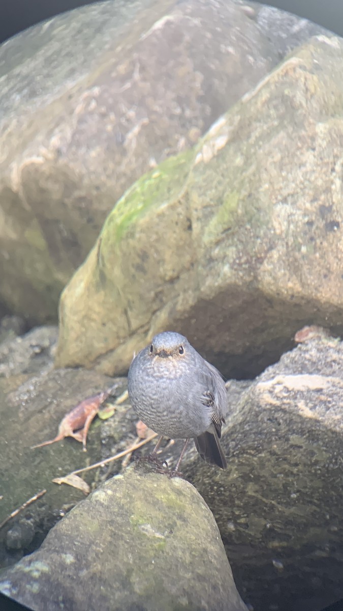 カワビタキ - ML643262356