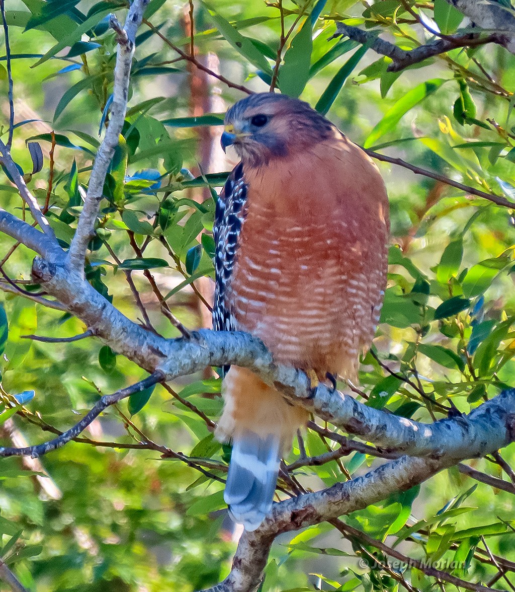 Red-shouldered Hawk - ML643262376