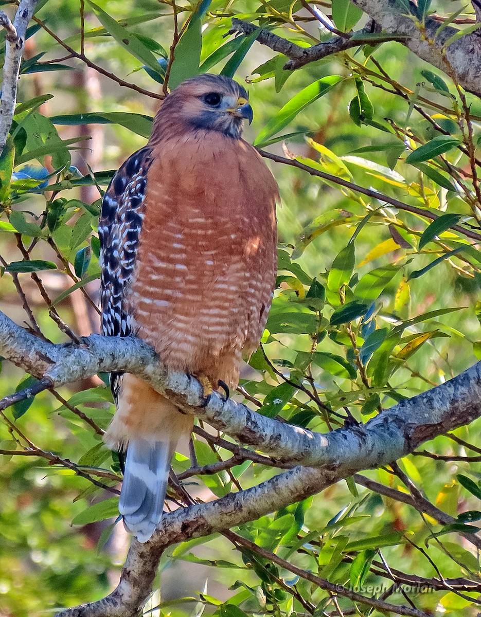 Red-shouldered Hawk - ML643262377