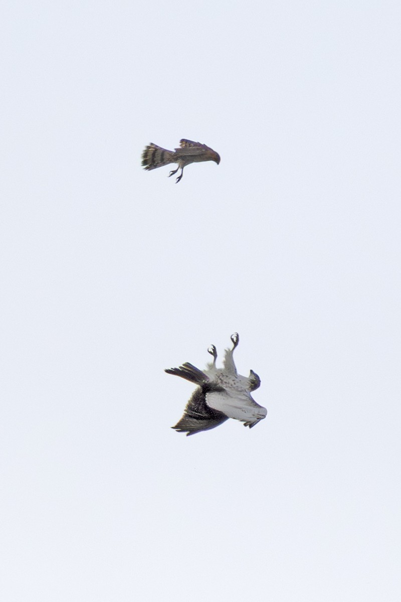 Red-tailed Hawk - ML643262382