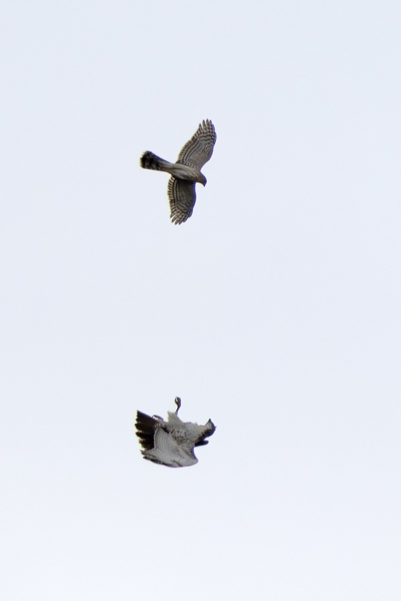 Red-tailed Hawk - ML643262383