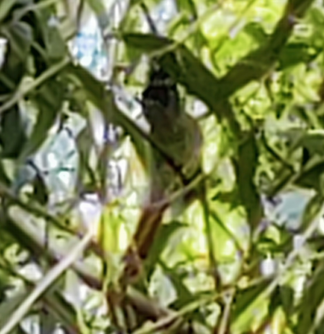 Indian Paradise-Flycatcher - ML643262400