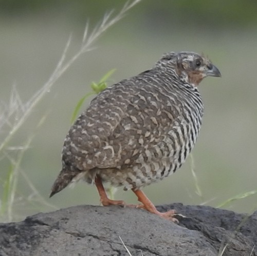 Rock Bush-Quail - ML643262415