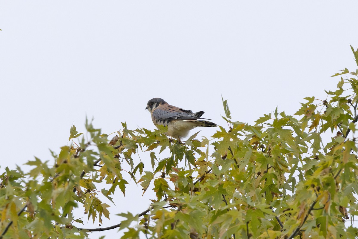 American Kestrel - ML643262422