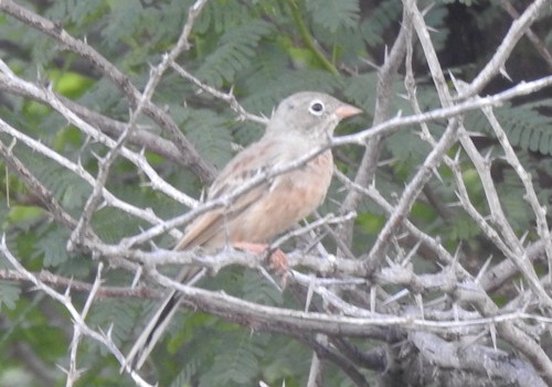 Gray-necked Bunting - ML643262426