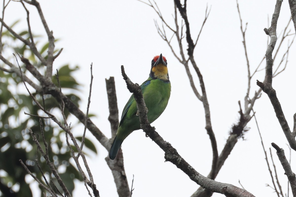 Necklaced Barbet - ML643262430