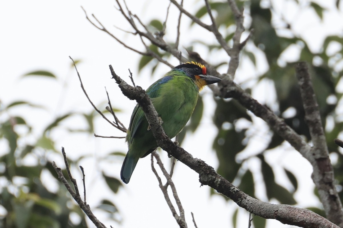 Necklaced Barbet - ML643262431