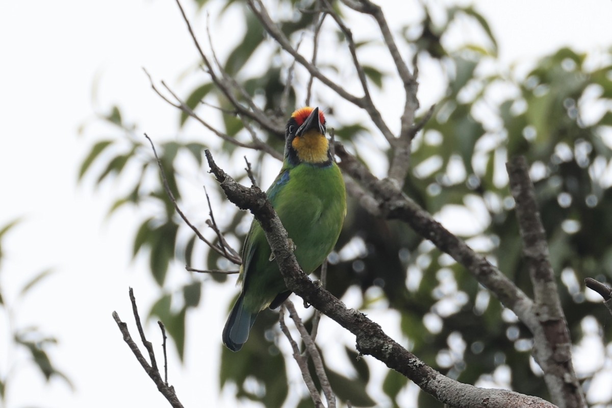 Necklaced Barbet - ML643262432
