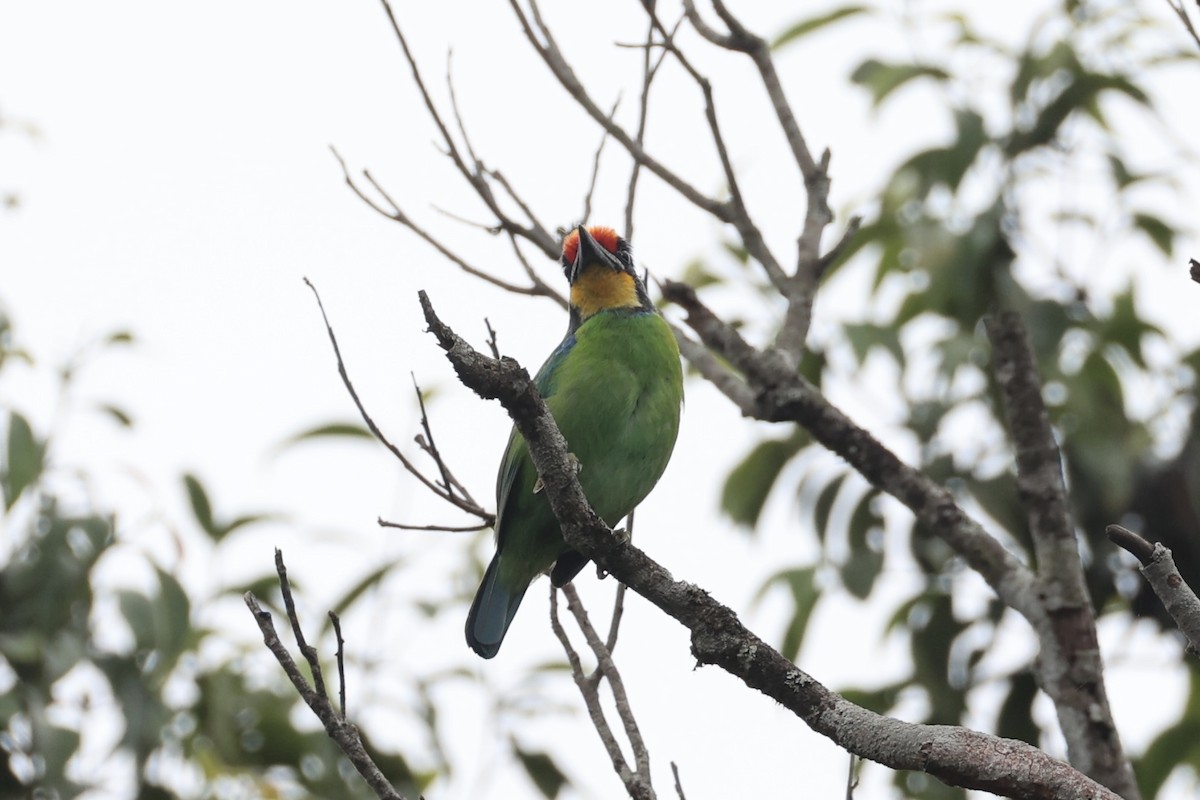 Necklaced Barbet - ML643262433