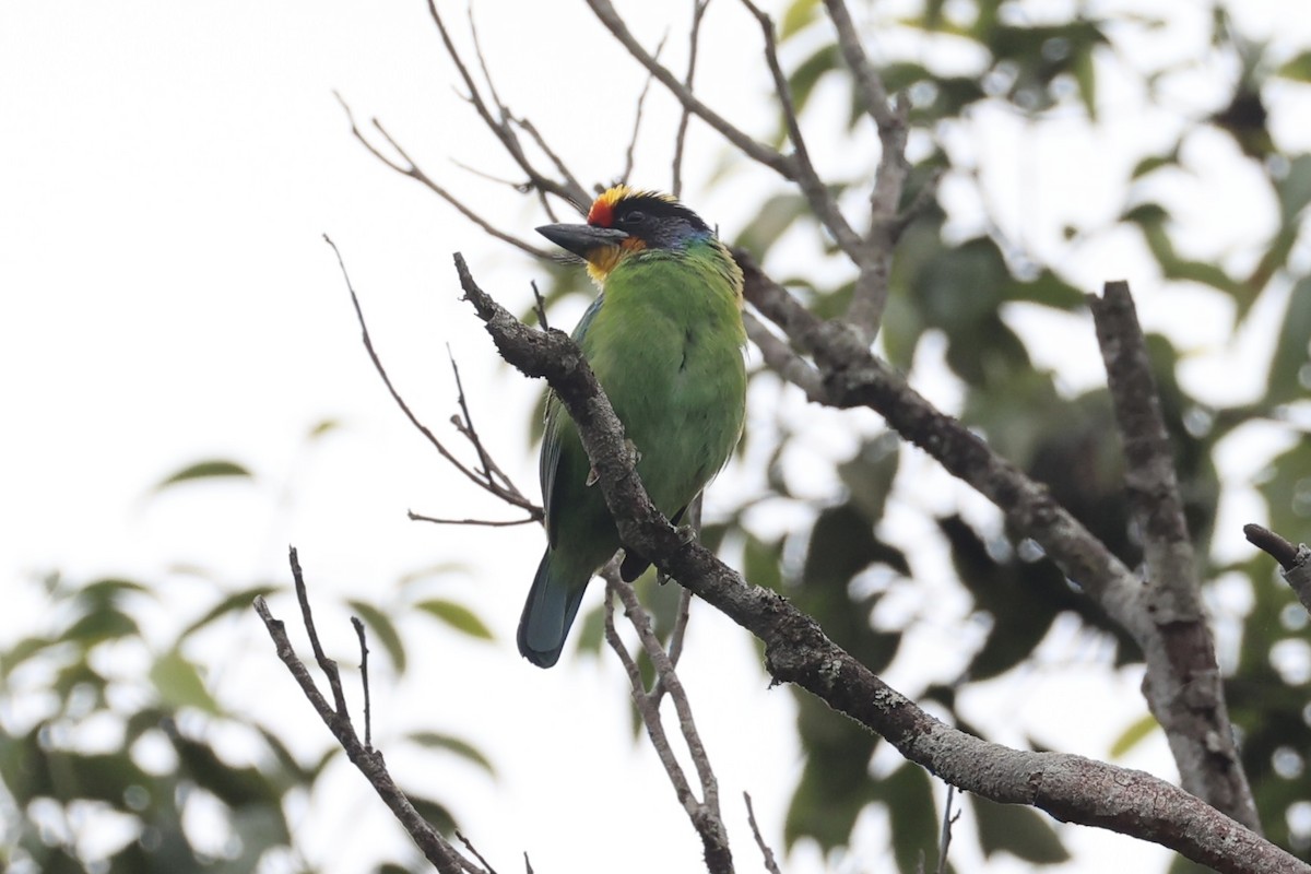 Necklaced Barbet - ML643262435