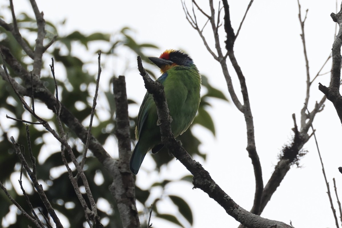 Necklaced Barbet - ML643262436