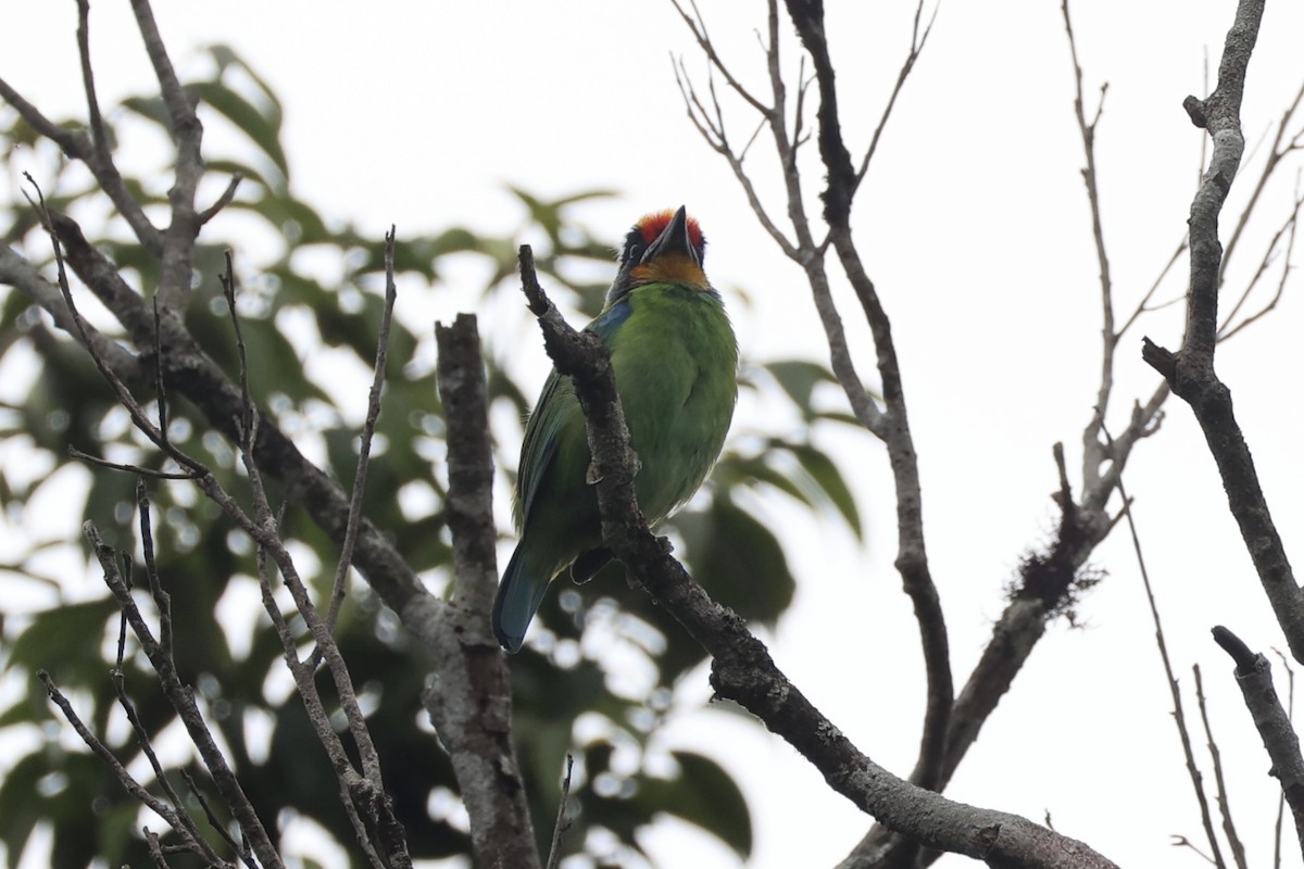 Necklaced Barbet - ML643262437