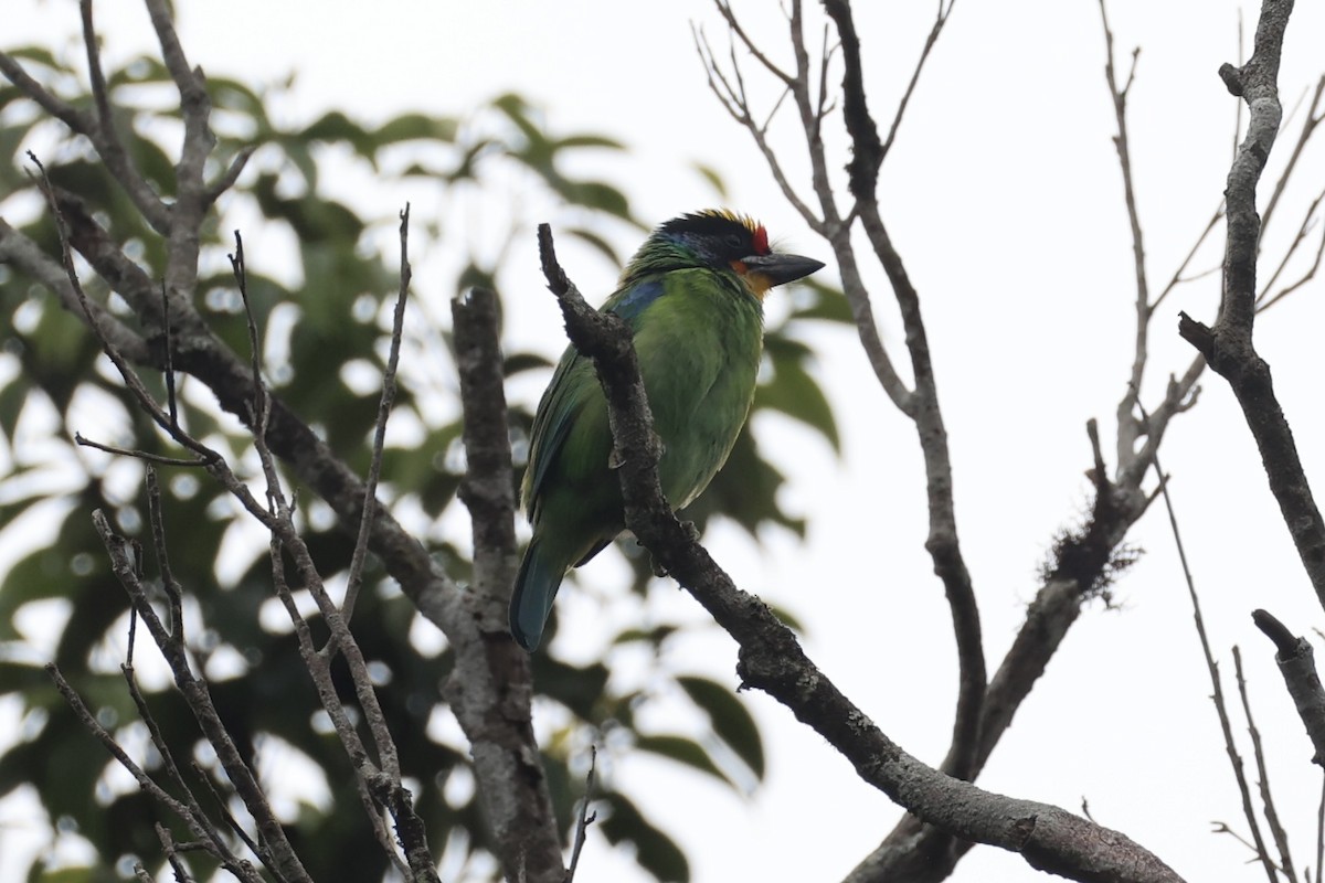 Necklaced Barbet - ML643262439