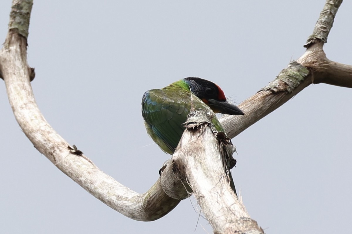 Necklaced Barbet - ML643262440