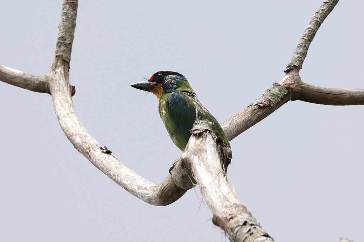 Necklaced Barbet - ML643262441
