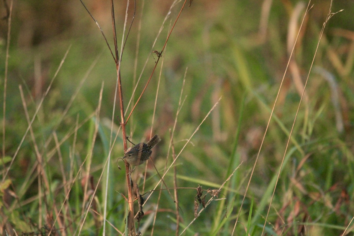 Sedge Wren - ML643262453
