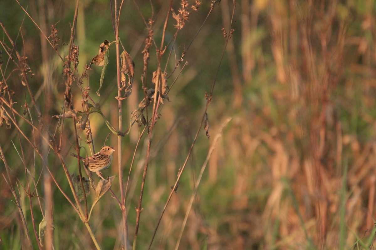 LeConte's Sparrow - ML643262456