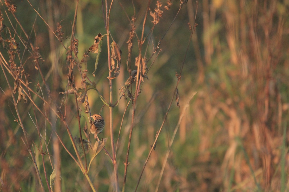 LeConte's Sparrow - ML643262457